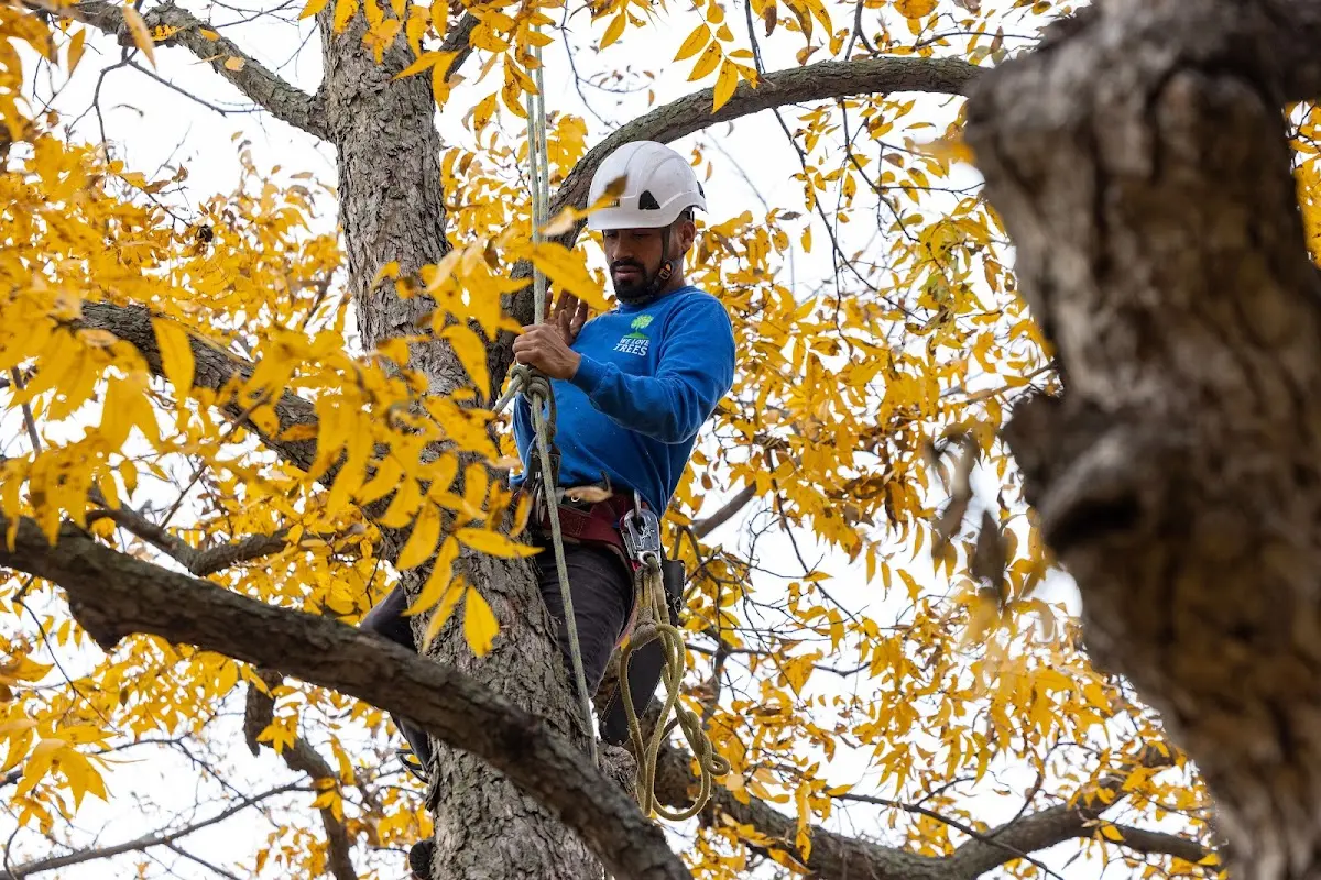 Skilled Tree Transplanting crew working in Woodstock