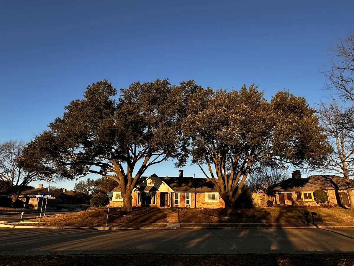 Established residential canopy tree shading a home in Woodstock